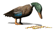 ànec imatges-animades-gif